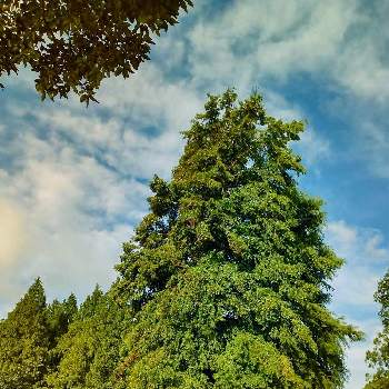 水元公園の画像 by m＆oさん | お出かけ先と雲撮りと水元公園と以前の写真と雲仲間と空撮りと樹木見上げ隊と朝の散策路
