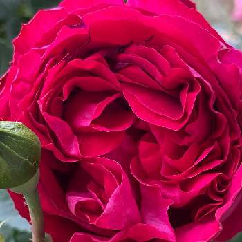 ルージュ ピエール ドゥ ロンサールの画像 by カンカンさん | 小さな庭と薔薇好きとルージュ ピエール ドゥ ロンサールとおうち園芸と花のある暮らしと赤薔薇