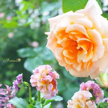 パンジー ローブドゥアントワネットの画像 by monmiさん | 小さな庭とパンジー ローブドゥアントワネットとアプリコット ネクターと今日も笑顔で♡と植物のある暮らしとばら バラ 薔薇とビオラ・パンジーと大きな花とちいさな幸せ♡とおうち園芸と花のある暮らしとかわいいな♡