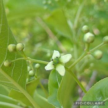 マユミの花 の投稿画像一覧 Greensnap グリーンスナップ