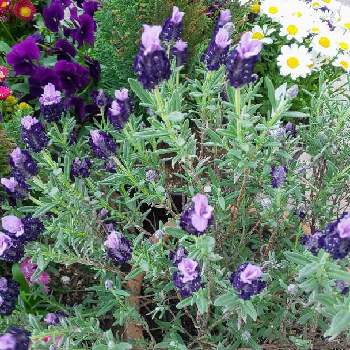 薄紫の花の画像 by フラワーポットさん | お出かけ先とラベンダーと季節の花と薄紫の花