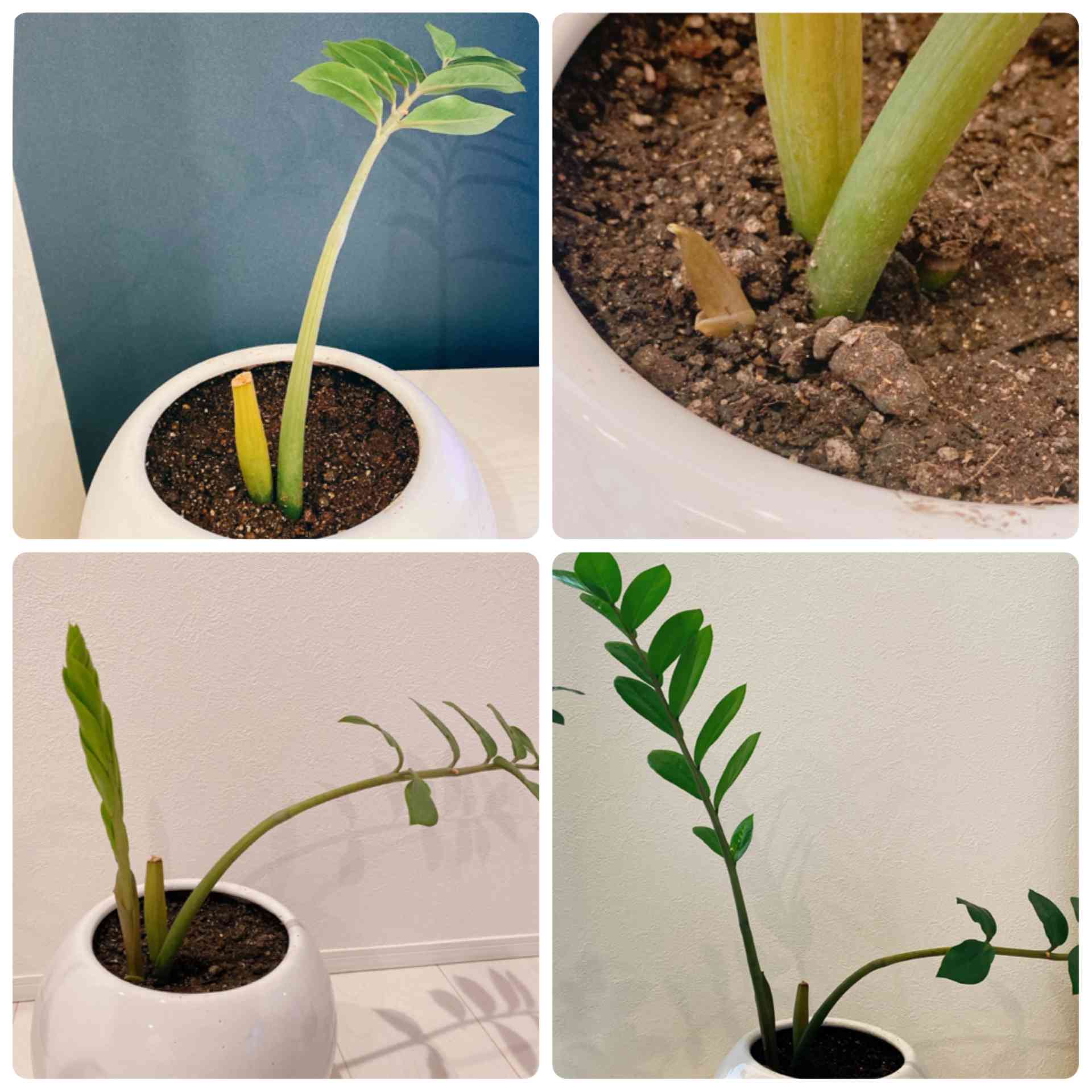ザミオクルカスの水挿しに挑戦！→挿木に変更！｜🍀GreenSnap