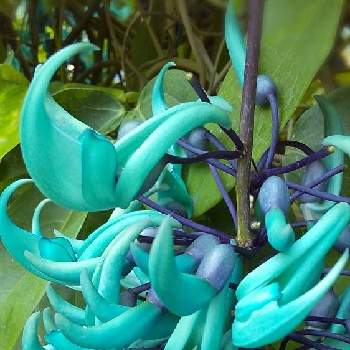 とちぎ花センターの投稿画像一覧 Greensnap グリーンスナップ