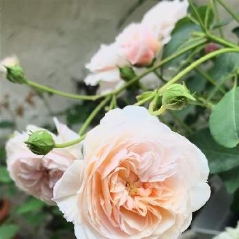 暮らしに花をの画像 by Megumiさん | 小さな庭とジ・オルブライトン・ランブラーとバラ、薔薇、ばらとジオルブライトンランブラーとイングリッシュローズとバラ無農薬とシャビーとばら バラ 薔薇とシェードガーデンと日陰でバラとナチュラルガーデンと暮らしに花をと無農薬バラ栽培とコンテナガーデンとイングリッシュ・ローズとガーデニングと花のある暮らしと日陰の庭とバラ・ミニバラとロザリアンと薔薇のある暮らし