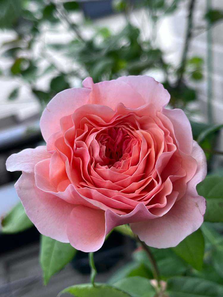 ER薔薇☆シュラブローズ ☆薔薇苗☆挿し木苗☆ひらひらバラ☆ 香りバラ-