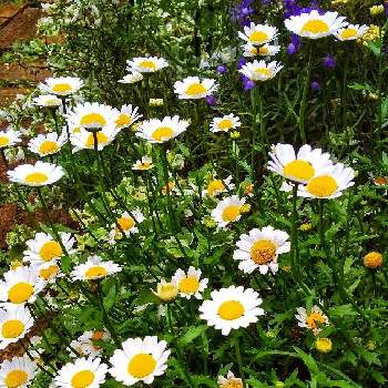 小さな白いお花の画像 by ともこさん | 小さな庭とmy liter gardenと ノースポールと小さな白いお花とガーデニングと花のある暮らし
