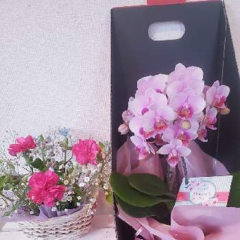 色がきれーい❤️の画像 by ナナママさん | 玄関と可愛い〜♡と蘭の花と可愛いい花と色がきれーい❤️