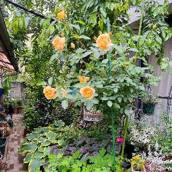 タゲテス・ゴールドメダルの画像 by アトリエMさん | 小さな庭とエレモフィラ ホイップクリームとギボウシとタゲテス・ゴールドメダルとペルシカリア レッドドラゴンとグラハム トーマスとたいつり草と枝垂れ桜