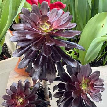 黒い多肉植物の投稿画像一覧 Greensnap グリーンスナップ 黒い多肉植物の投稿画像一覧 Greensnap グリーンスナップ