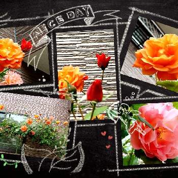 たのしみ♡の画像 by ｾﾝﾄﾎﾟｰﾘｱ★418さん | 小さな庭とバラとかわいいとばら バラ 薔薇とたのしみ♡とつ  ぼ  み