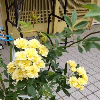黄モッコウバラの画像 by Ohisamaさん | 玄関と黄モッコウバラと黄モッコウバラ♥