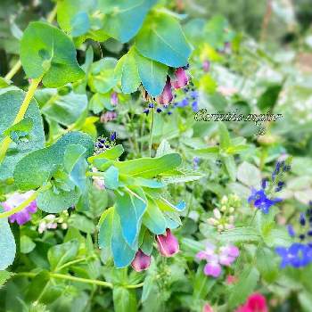 ベロニカ･クレーターレイクブルーの画像 by ブロッコリーさん | 小さな庭とコリンシア。とベロニカ･クレーターレイクブルーとセリンセマヨールとグリーンのある暮らしとコリンシアと種からと青い花とカッティングガーデンとガーデニングと花のある暮らしと切花とグリーンリーフと庭の宿根草