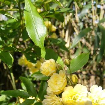 黄モッコウバラの画像 by あの123さん | 小さな庭と黄モッコウバラとガーデニングと黄色のお花と小さな庭♡