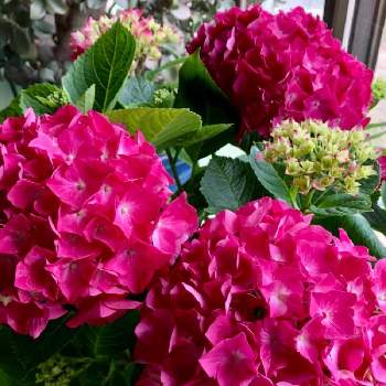 元気色の画像 by naoppeさん | 素敵なお花とありがとう♡と元気色とハートにズキュンとアジサイ　紫陽花と笑顔を貴方へ