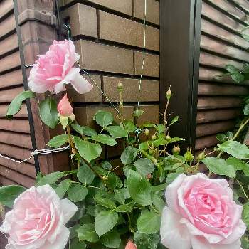 バラのアレンジメントの画像 by Rosy Cream @Rosesさん | バラの庭とつるバラの庭とバラアーチと薔薇に魅せられてとバラプレゼントとバラの家とつるバラと薔薇栽培と河内長野市と薔薇の庭とバラに埋もれると大阪府とアルストロメリアコレクションと関西と花のある暮らしとバラのアレンジメントと我が家のバラとロザリアンとアルストロメリアコレクターとバラのおもてなし