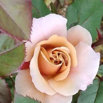 バラ ディスタントドラムスの画像 by とこちゃんさん | 小さな庭とバラ ディスタントドラムスと遊び心と大好きな色と癒しとGS映えときれいと花いろいろと可愛いと花のある暮らしとバラばら薔薇と感激