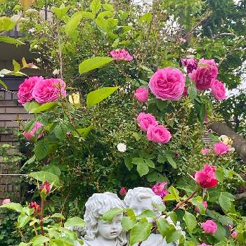 バラのアレンジメントの画像 by Rosy Cream @Rosesさん | バラの庭とつるバラの庭と薔薇に魅せられてとバラプレゼントとバラの家とバラの料理教室とつるバラと河内長野市と薔薇の庭とバラに埋もれると大阪府とバラ栽培とアルストロメリアコレクションと関西と花のある暮らしとバラのアレンジメントと我が家のバラとロザリアンとアルストロメリアコレクターとバラのおもてなし