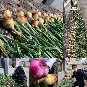 玉ねぎ栽培の画像 by 東洋交通ガーデニングクラブさん | 家庭菜園と収穫と玉ねぎ栽培と会社のガーデニングクラブ