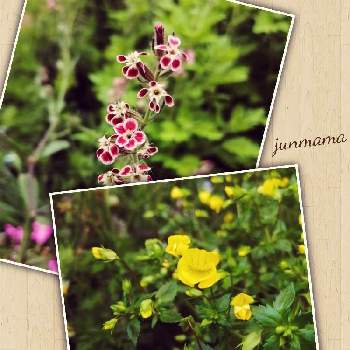 メカルドニア  ゴールドダストの画像 by junmamaさん | メカルドニア  ゴールドダストとシレネ ガリカとタネからの幸せと小さなお花とPWと種まきっ子とGS繋がり