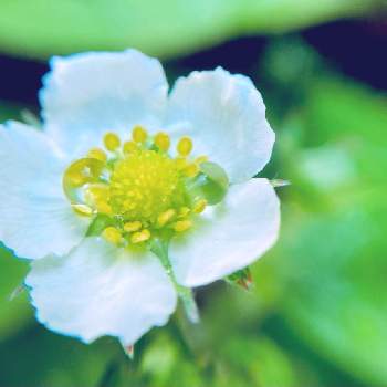 スクスク成長中の画像 by やさしささん | 小さな庭とワイルドストロベリーとみどりのある暮らしとスクスク成長中とハーブと花のある暮らしと小さいと白い花とかわいいな♡