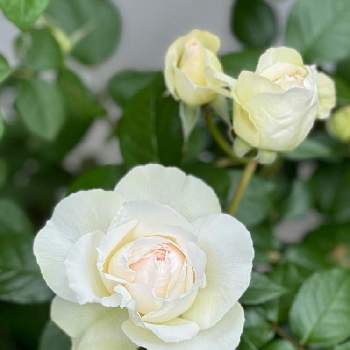 自然と笑顔(*´∇︎｀)ﾉの画像 by taka☆彡さん | 薔薇とボレロとカワイイんですけどぉ♡︎ʾʾとばら バラ 薔薇と自然と笑顔(*´∇︎｀)ﾉと美しい✨✨と花のある暮らしと薔薇♪と咲いた！