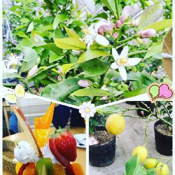 レモンの木の画像 by ショコラさん | お出かけ先とレモンの花♡と今日も笑顔で♡とありがとう♡とhappy♡と今日の一枚とレモンの木と今日も元気でとレモンの花と白い花と❤️可愛い