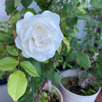 マイブームの画像 by 有明の春さん | 薔薇愛とわれら17年組と私の庭と花のある暮らしと大好き♡︎ʾʾとマイブームと上品な美しさ♡とチーム福岡