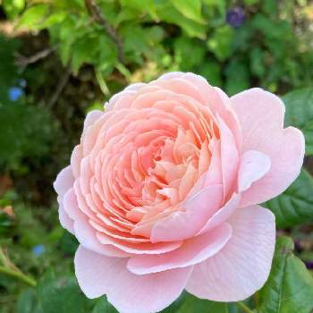 マイブームの画像 by 有明の春さん | 薔薇愛とピンクラブとわれら17年組と私の庭と花のある暮らしと大好き♡︎ʾʾとマイブームと上品な美しさ♡とチーム福岡