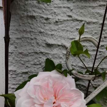 薔薇  エンジェルハートの画像 by ぽちぐらさん | 小さな庭と薔薇  エンジェルハート