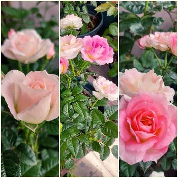 自己満足♡の画像 by けいこちゃんさん | 玄関と自己満足♡とばら バラ 薔薇と楽しく元気に頑張ろうと元気もらえるとGSに感謝。といつも心に太陽をと愛と平和とリフレッシュ♡と月曜日にはバラをと花のある暮らしと花遊び