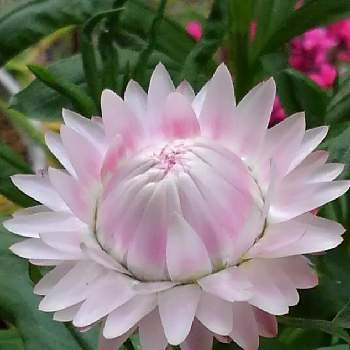 ムギワラギク属の投稿画像一覧 Greensnap グリーンスナップ ムギワラギク属の投稿画像一覧 Greensnap グリーンスナップ