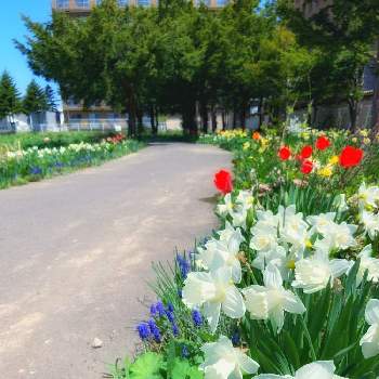 百花繚乱の投稿画像一覧 Greensnap グリーンスナップ