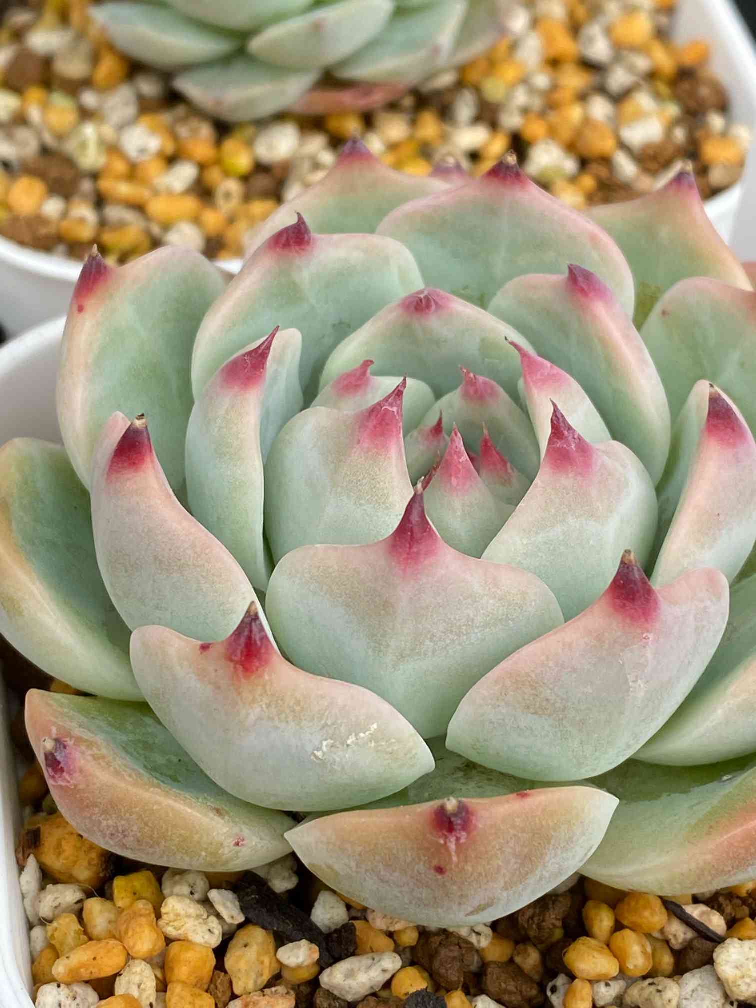 シモヤマコロラータの一覧｜🍀GreenSnap（グリーンスナップ）