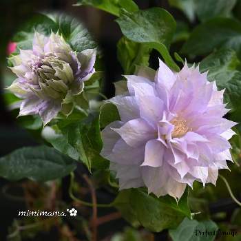 ベルオブウォーキングクレマチスの画像 by mimimamaさん | 小さな庭とベルオブウォーキングクレマチスと2020同期とクレマチス♬とおうち園芸と鉢植えとガーデニングと我が家のお花と花のある暮らしと素敵色と素敵