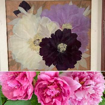 押し花の画像 by hirocoさん | 部屋と牡丹と押し花＊と花のある幸せとGSのみなさんに感謝♡とありがとう ♡♡とGSに感謝。と花のある暮らしと押し花