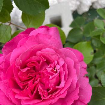 イヴピアッチェの画像 by Runaさん | イヴピアッチェとバラ  イヴピアッチェとばら バラ 薔薇とイヴピアジェとピンクの花と薔薇♪とダマスクの香り