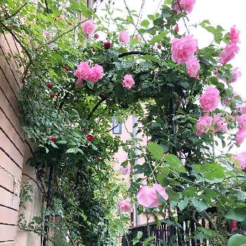 バラタニランの画像 by rupuさん | 玄関とスパニッシュ ビューティと薔薇 スパニッシュ・ビューティとバラタニランとウクライナに平和をと薔薇愛同盟とがんばれ！がんばれ！とありがとう♡とシェードガーデンとピンク❤︎ピンクとおうち園芸と月曜にはバラとGSでバラ園とかわいいな♡と埼玉県さいたま市