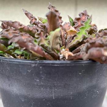 ユーフォルビア デカリーの投稿画像一覧 Greensnap グリーンスナップ