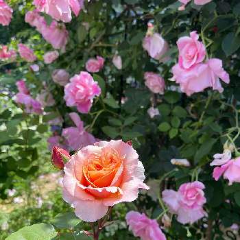 スパニッシュビューティーの画像 by なおさん | 広い庭とヴェルシーニとスパニッシュビューティーとばら バラ 薔薇とナチュラルガーデンとギヨーとガーデニングと花のある暮らし