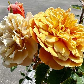 ミニ薔薇「モカ」の画像 by つばきさん | 鉢植えと花がある暮らしとミニ薔薇「モカ」