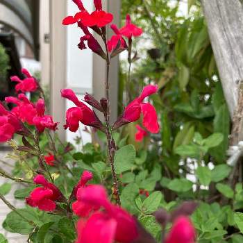 真っ赤❤の画像 by まるさん | 小さな庭と真っ赤❤とハーブと可愛い〜♡と鉢植えとチェリーセージ♪と我が家の庭のお花