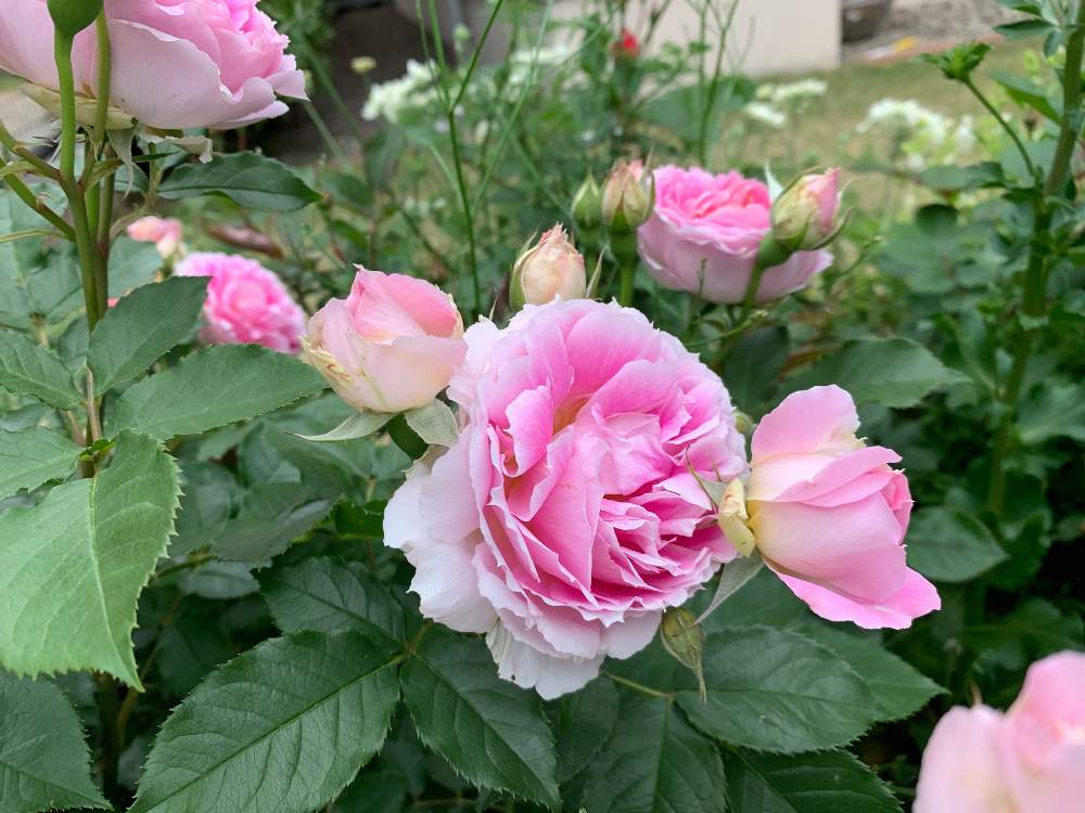 バラ ペネロペイアの投稿画像 By まめさん ローズガーデンとばら バラ 薔薇と小さな庭づくりと小さな庭とローズガーデンとばら バラ 薔薇と小さな 庭づくり 22月5月9日 Greensnap グリーンスナップ Greensnap グリーンスナップ