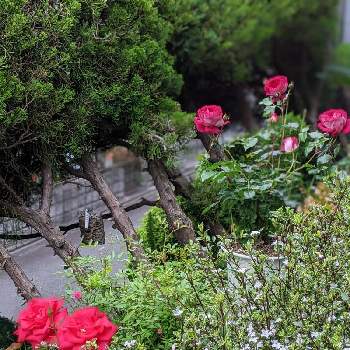 ハクチョウゲ ( 白丁花 )の画像 by ベルちゃんローズさん | 広い庭と嬉しいな♡と癒やしと満開と医療関係者に感謝と長寿ですと大好きと元気❗❗とがんばる♡と真紅の薔薇❤︎とハクチョウゲ ( 白丁花 )