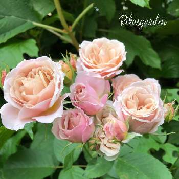 和バラ　いおりの画像 by Rikasgardenさん | 小さな庭とバラ いおりと花のある空間とばら バラ 薔薇と和バラ　いおりとおうち園芸とGSに感謝。と今年のお気に入りとお庭の花たちと花のある暮らしとミニブーケと地植え