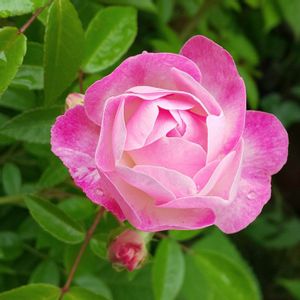 バラ,ハッピーマザーズデー,お庭,ピンクの花,母の日の画像