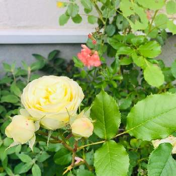 きいろいお花の画像 by しののさん | 小さな庭と花のある暮らしと千葉県ときいろいお花とクリーミーエデン薔薇