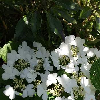 白くて可愛い❣️の画像 by minminさん | お出かけ先とMIN倶楽部とちいさな幸せ♡と可愛い花と白くて可愛い❣️と新緑と春です 土筆です❣️と爽やかな初夏の香りと白い花と❤️可愛いと青空