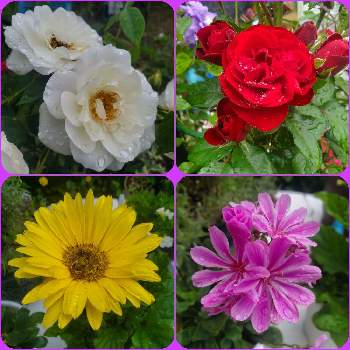 色がきれーい❤️の画像 by ナナママさん | 小さな庭と色がきれーい❤️と可愛いい花とガーデニング♥とばら大好きと可愛い〜♡とバラに夢中