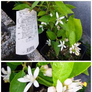 ライムの花の一覧 Greensnap グリーンスナップ