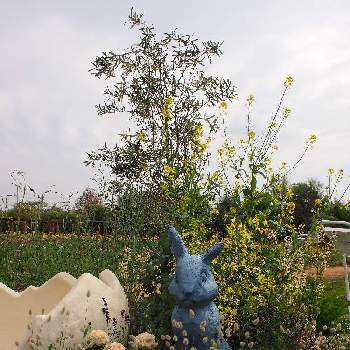 平塚花菜ガーデンの画像 by おはなばしさん | お出かけ先とウサギとイースターと平塚花菜ガーデンとウサギの置物